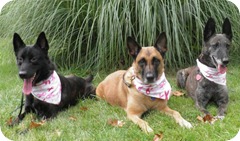 MSABC-Dogs