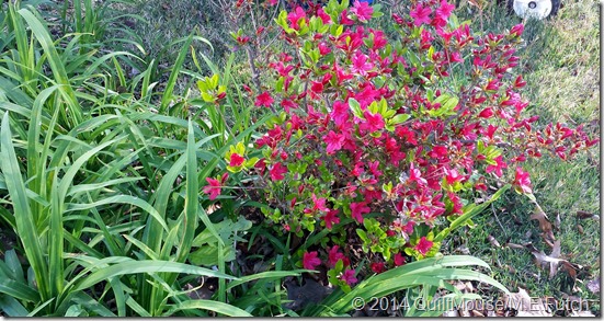 Azaleas-DayLillies-May2014