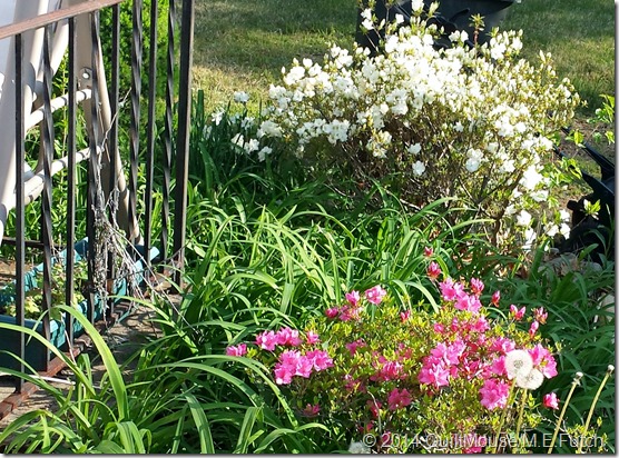 Driveway Azaleas-May2014