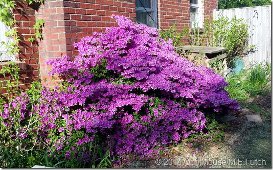 Fireplace Azalea May2014