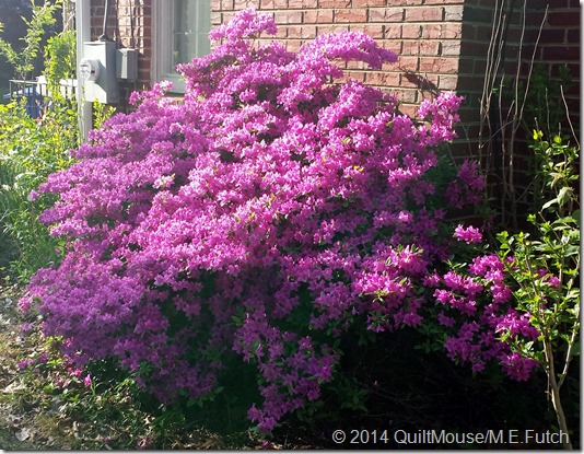 Fireplace Azalea2 May2014