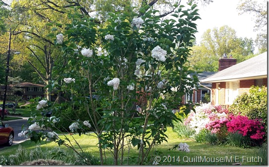 Lilac-May2014
