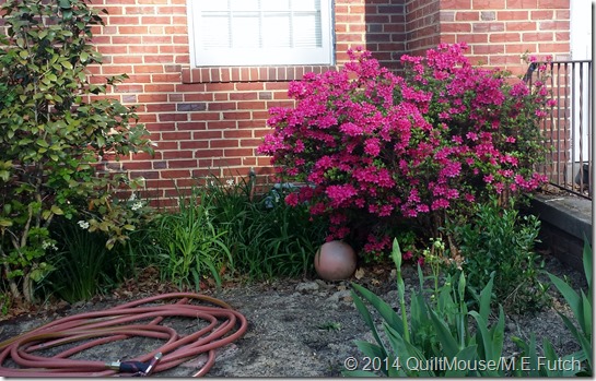 Porch Azalea-May2014