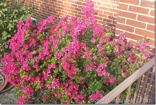 Porch Azalea2-May2014
