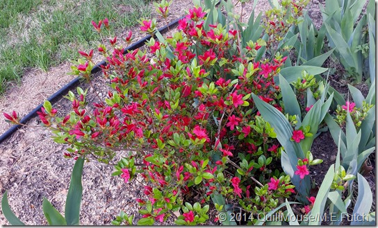 Ramp Azalea-May2014