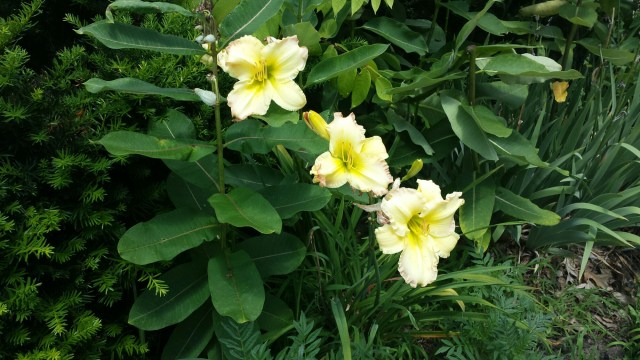 Unknown Flower
