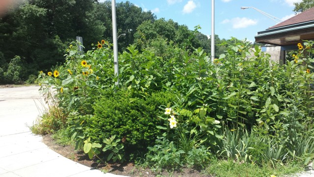 Flower Garden