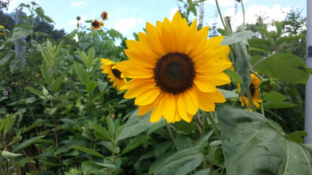 Sunflower