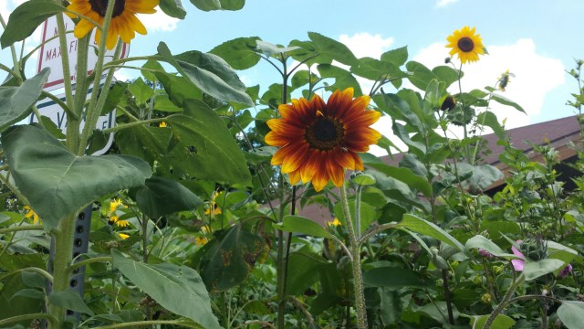 Sunflower