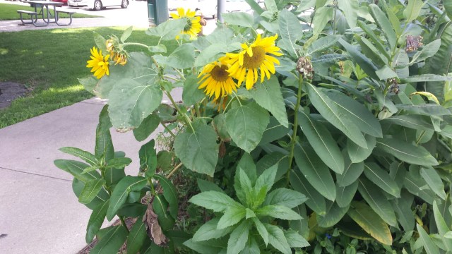 Sunflower