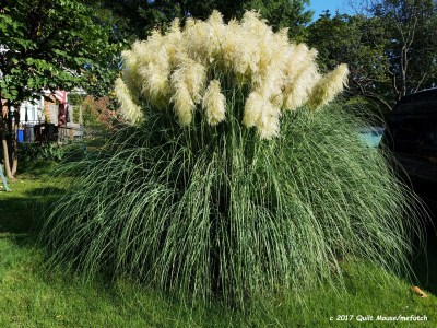 Fall - October 2017 Pompas Grass Plumes