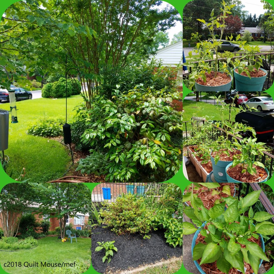 yard-june2018.jpg